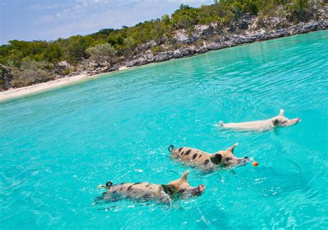 carnival swimming with pigs|Hi just curious if anyone has done the swimming with pigs and